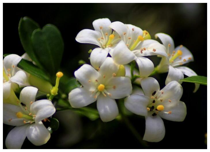 喜欢养菊花,不如养护一盆“九里香”,花香浓郁,还能解毒消肿