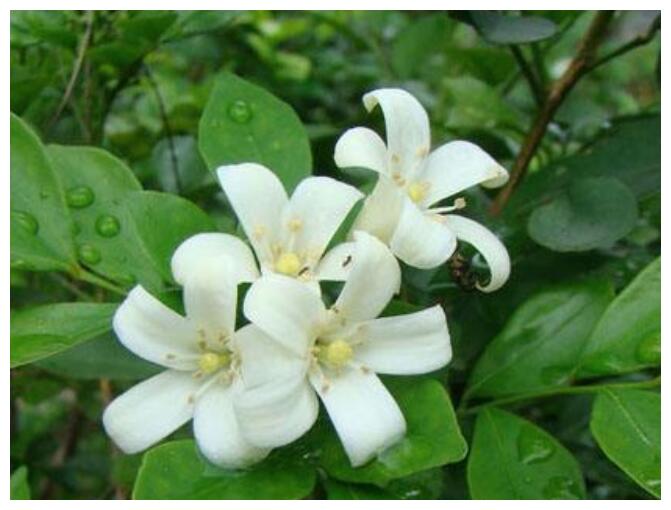 喜欢养菊花,不如养护一盆“九里香”,花香浓郁,还能解毒消肿