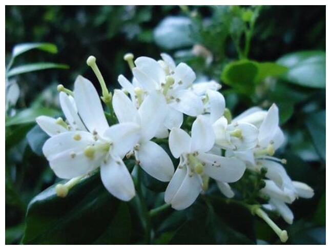 喜欢养菊花,不如养护一盆“九里香”,花香浓郁,还能解毒消肿