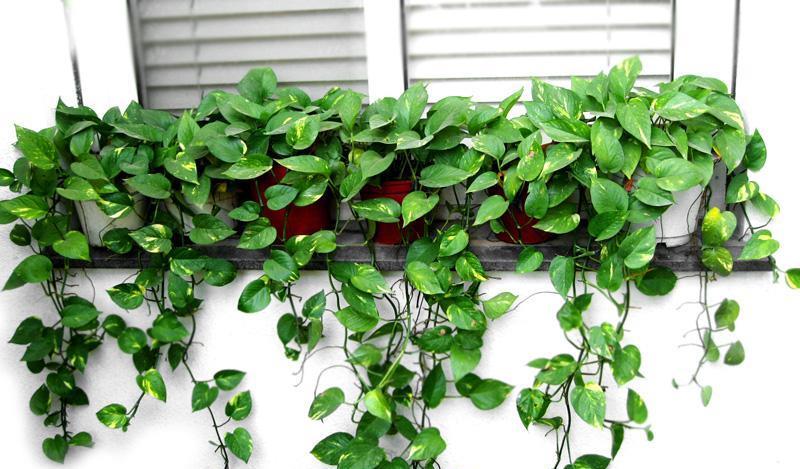 绿萝好养去甲醛,但误区同样不少,枯萎黄叶好养护,烂根就麻烦了