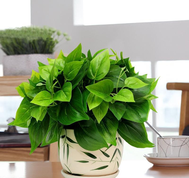 绿萝好养去甲醛,但误区同样不少,枯萎黄叶好养护,烂根就麻烦了