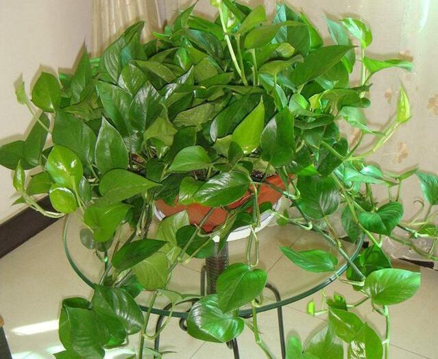 绿萝好养去甲醛,但误区同样不少,枯萎黄叶好养护,烂根就麻烦了