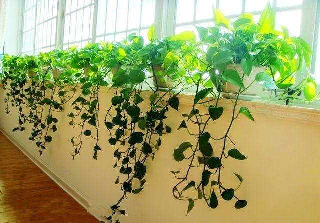 绿萝好养去甲醛,但误区同样不少,枯萎黄叶好养护,烂根就麻烦了