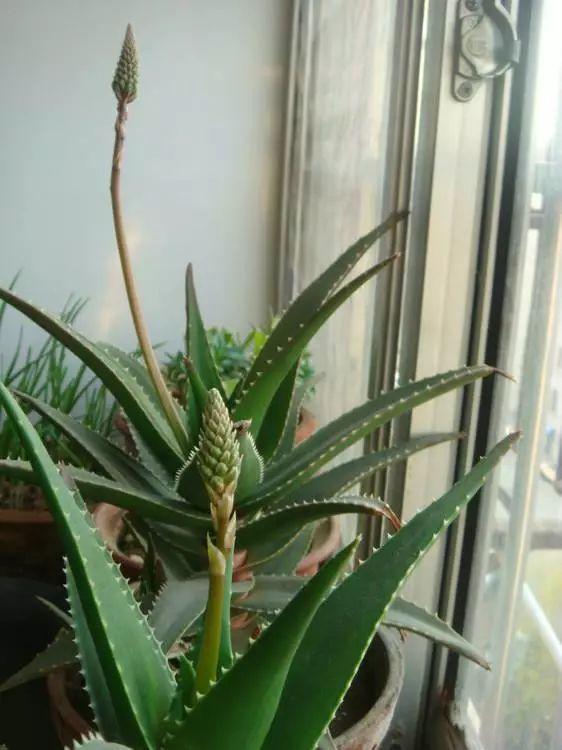 天气炎热干燥，不费心的芦荟也缺水，注意这几点，再脆弱也能过夏