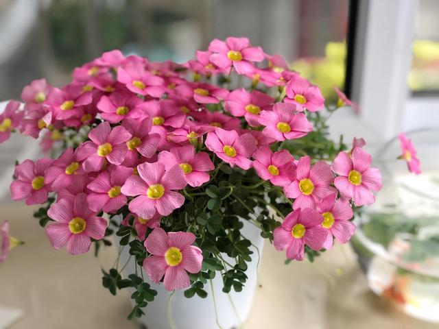 叶片深紫色开花粉嘟嘟,紫叶酢浆草颜值高养护简单,家里都摆几盆