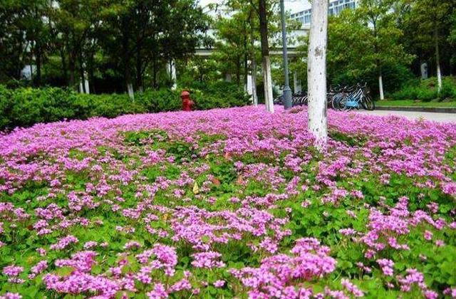 叶片深紫色开花粉嘟嘟,紫叶酢浆草颜值高养护简单,家里都摆几盆