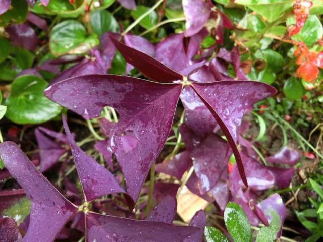 叶片深紫色开花粉嘟嘟,紫叶酢浆草颜值高养护简单,家里都摆几盆