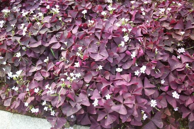 叶片深紫色开花粉嘟嘟,紫叶酢浆草颜值高养护简单,家里都摆几盆