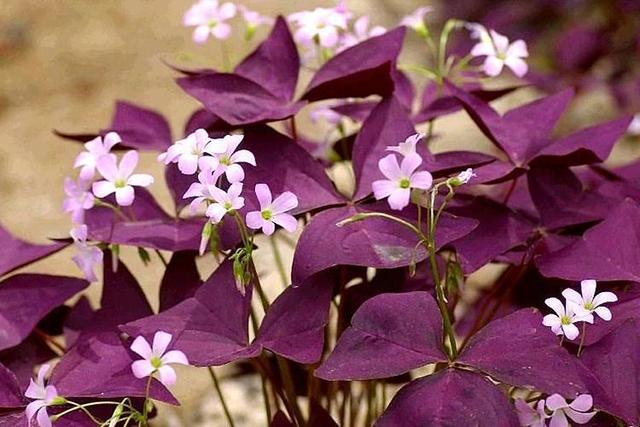 叶片深紫色开花粉嘟嘟,紫叶酢浆草颜值高养护简单,家里都摆几盆