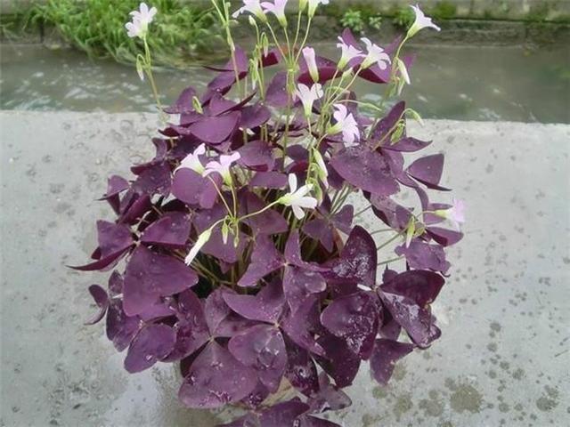 叶片深紫色开花粉嘟嘟,紫叶酢浆草颜值高养护简单,家里都摆几盆