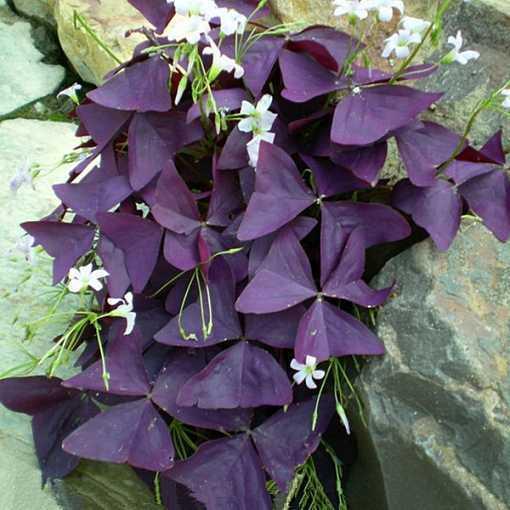 叶片深紫色开花粉嘟嘟,紫叶酢浆草颜值高养护简单,家里都摆几盆