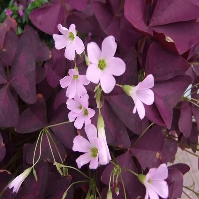 叶片深紫色开花粉嘟嘟,紫叶酢浆草颜值高养护简单,家里都摆几盆