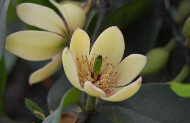 含笑花很漂亮，它的养护方法难不难呢？快与老花匠学点技巧吧