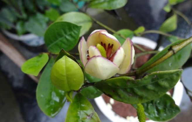 含笑花很漂亮，它的养护方法难不难呢？快与老花匠学点技巧吧