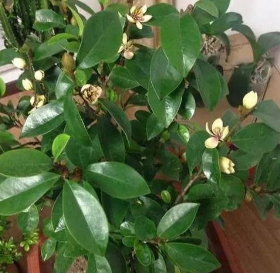 含笑花很漂亮，它的养护方法难不难呢？快与老花匠学点技巧吧