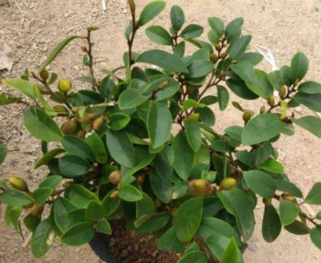 含笑花很漂亮，它的养护方法难不难呢？快与老花匠学点技巧吧