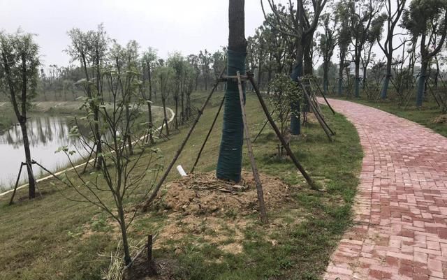 南方地区绿化苗木夏季养护，要谨防根部积水，否则损失惨重