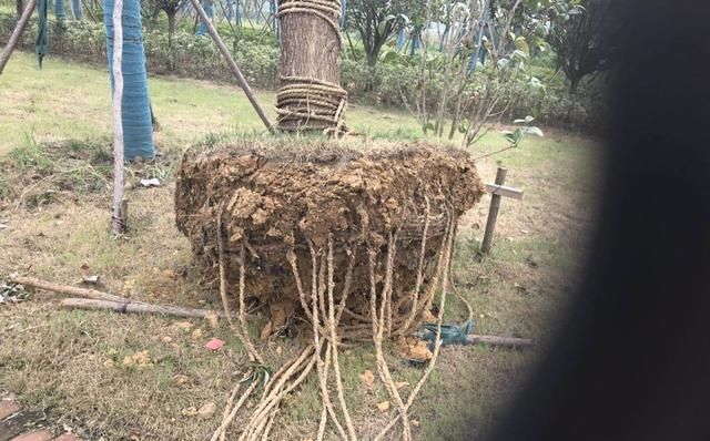 南方地区绿化苗木夏季养护，要谨防根部积水，否则损失惨重