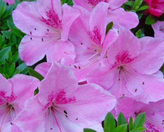 媳妇养护杜鹃花盆栽有方法，只要做好以下几点，枝叶翠绿花开不断