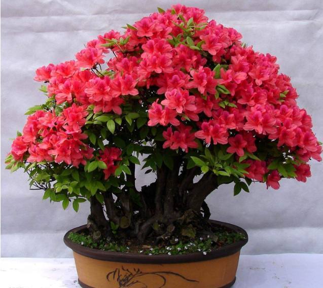 媳妇养护杜鹃花盆栽有方法，只要做好以下几点，枝叶翠绿花开不断