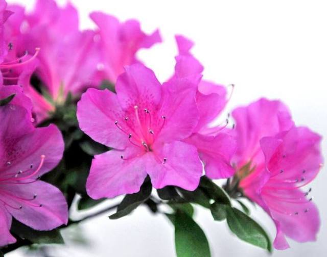 媳妇养护杜鹃花盆栽有方法，只要做好以下几点，枝叶翠绿花开不断