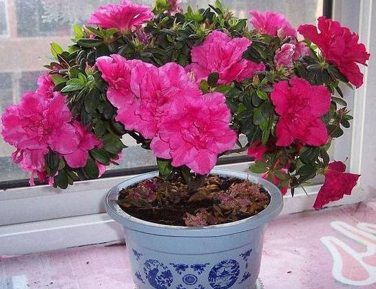 媳妇养护杜鹃花盆栽有方法，只要做好以下几点，枝叶翠绿花开不断