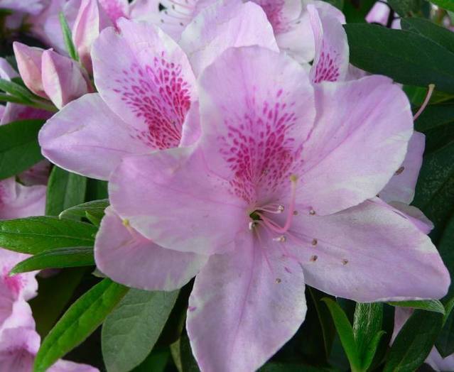 媳妇养护杜鹃花盆栽有方法，只要做好以下几点，枝叶翠绿花开不断