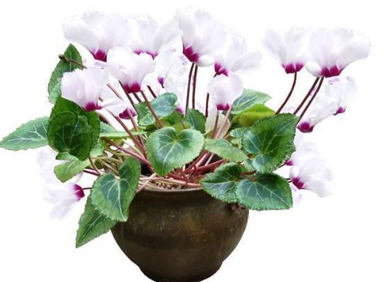 以下花好养易活,花多五瓣,花期长达数月,秋季养护只需注意两点