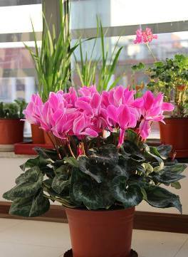 以下花好养易活,花多五瓣,花期长达数月,秋季养护只需注意两点