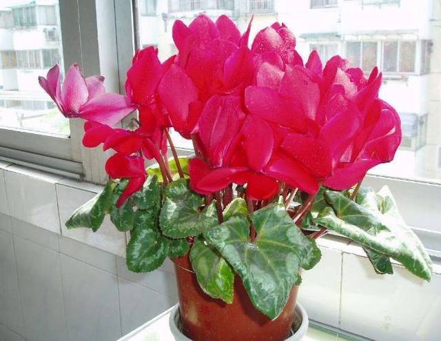 以下花好养易活,花多五瓣,花期长达数月,秋季养护只需注意两点