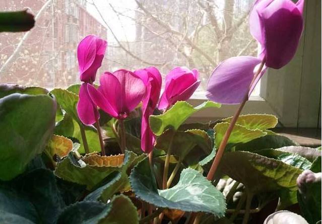 以下花好养易活,花多五瓣,花期长达数月,秋季养护只需注意两点