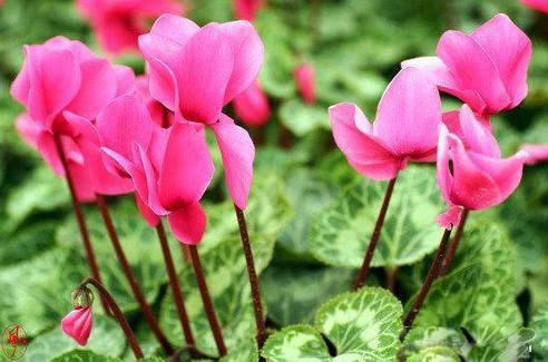 以下花好养易活,花多五瓣,花期长达数月,秋季养护只需注意两点