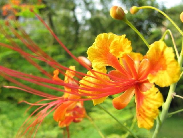 养花养个好看的,开花像是蝴蝶,养护方法也不是很难