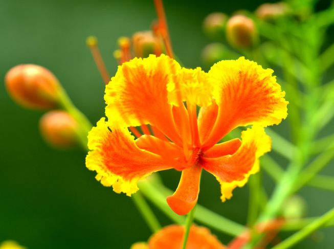 养花养个好看的,开花像是蝴蝶,养护方法也不是很难