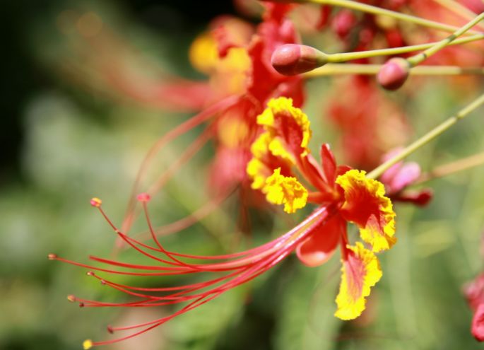 养花养个好看的,开花像是蝴蝶,养护方法也不是很难