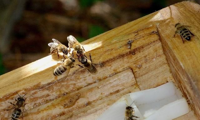 高速繁蜂的基础是蜜粉压脾，如何科学地给蜜蜂饲喂花粉和白糖呢