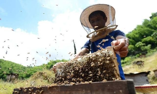 高速繁蜂的基础是蜜粉压脾，如何科学地给蜜蜂饲喂花粉和白糖呢