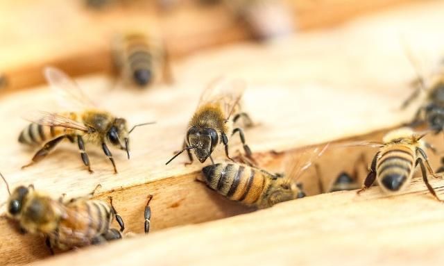 高速繁蜂的基础是蜜粉压脾，如何科学地给蜜蜂饲喂花粉和白糖呢