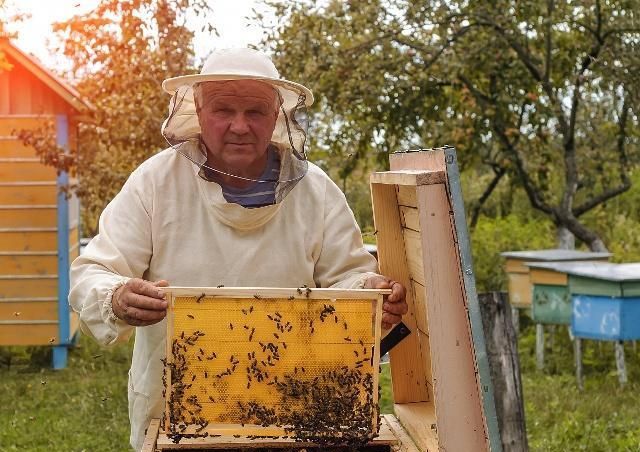 高速繁蜂的基础是蜜粉压脾，如何科学地给蜜蜂饲喂花粉和白糖呢