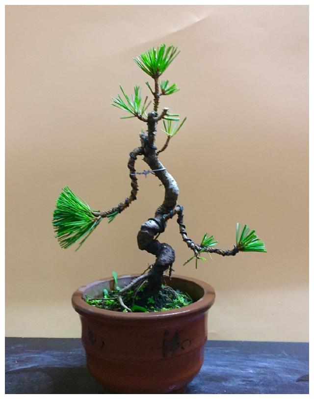 盆景搬到室内养护以后，叶片总是发黄掉落，室内养盆景有绝招