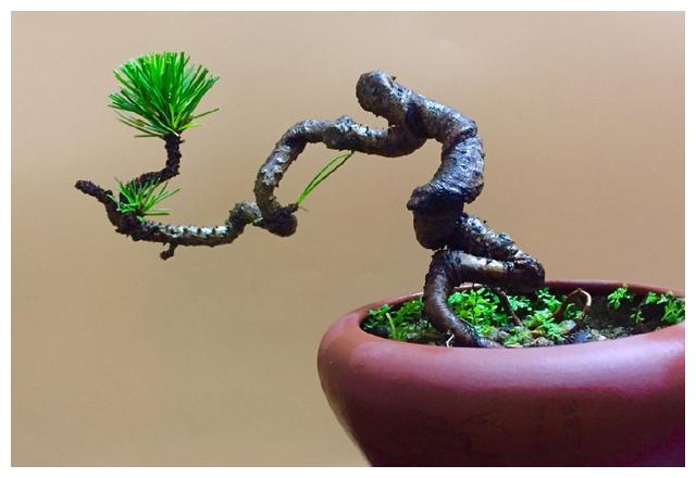 盆景搬到室内养护以后，叶片总是发黄掉落，室内养盆景有绝招