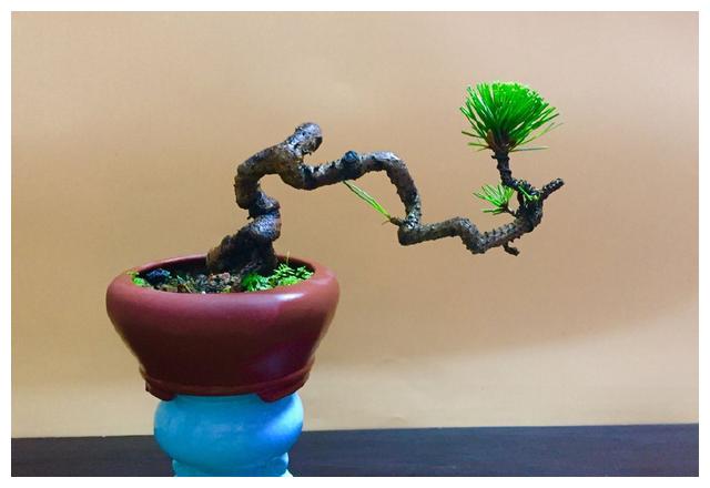 盆景搬到室内养护以后，叶片总是发黄掉落，室内养盆景有绝招