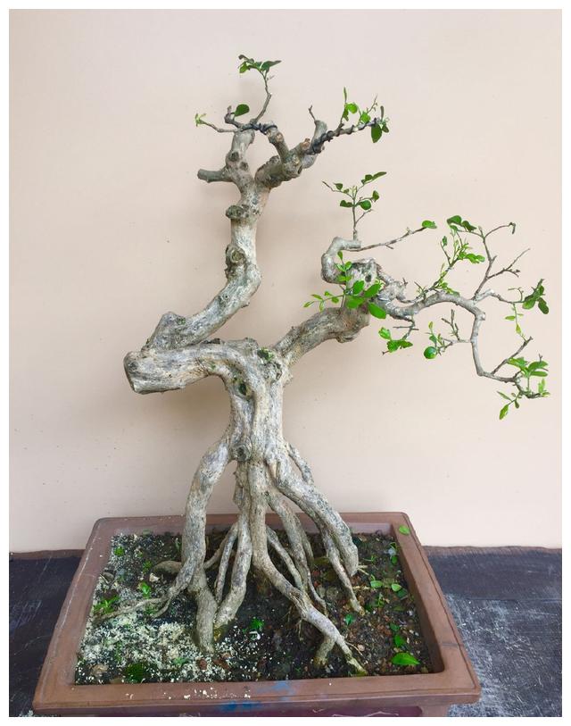 盆景搬到室内养护以后，叶片总是发黄掉落，室内养盆景有绝招