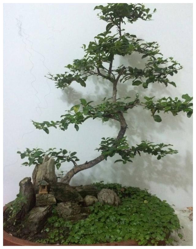 盆景搬到室内养护以后，叶片总是发黄掉落，室内养盆景有绝招