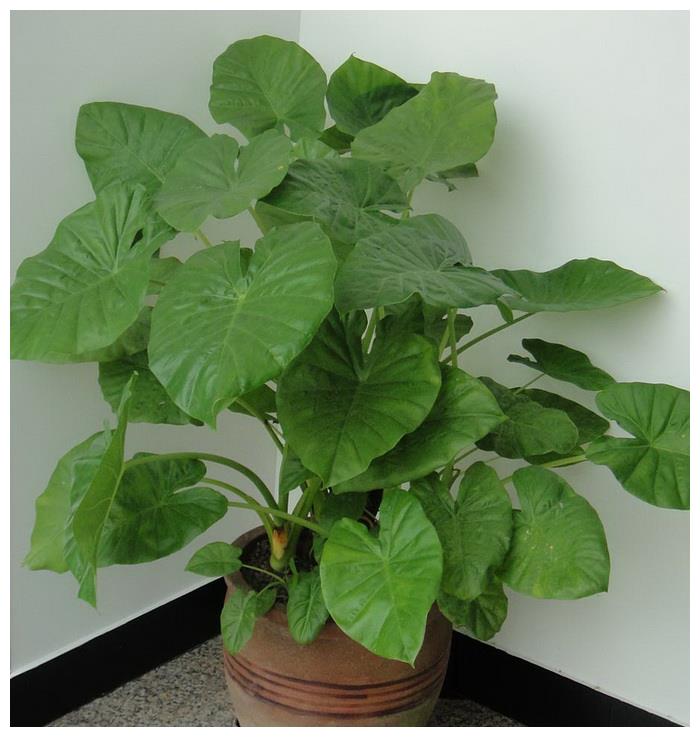 滴水观音叶态很美,想养到开花,养护的重点,大家别忽略