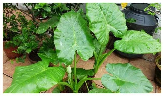 滴水观音叶态很美,想养到开花,养护的重点,大家别忽略