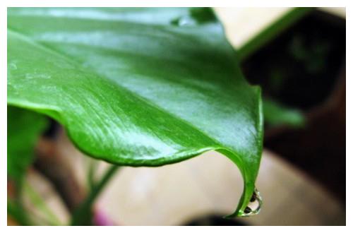 滴水观音叶态很美,想养到开花,养护的重点,大家别忽略