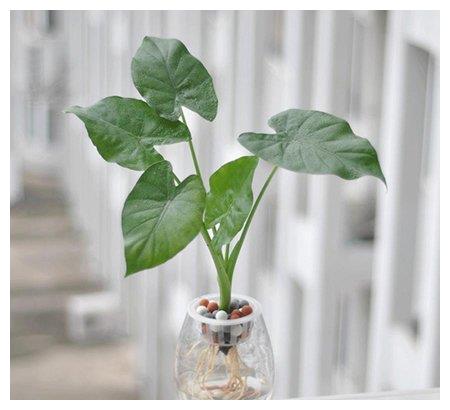 滴水观音叶态很美,想养到开花,养护的重点,大家别忽略