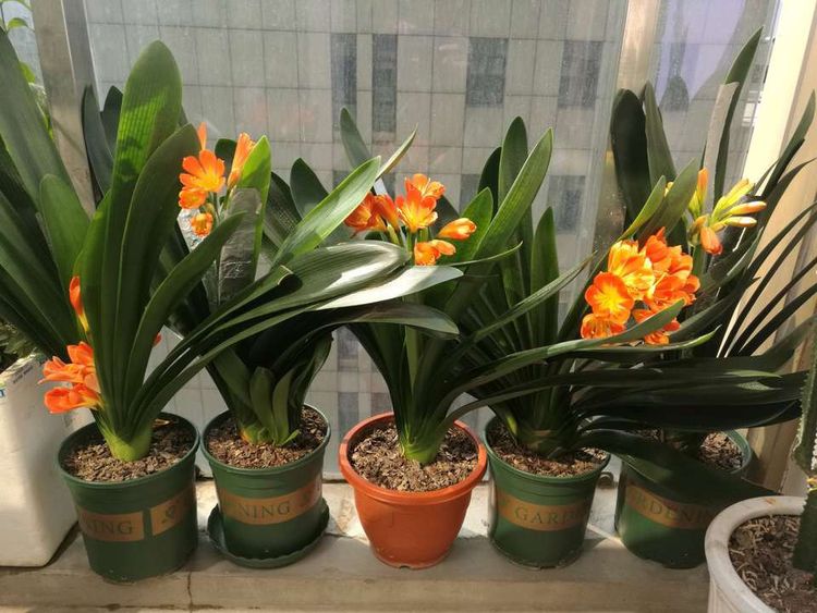 新买的花卉，容易落叶、烂根？经过简单处理就爆盆
