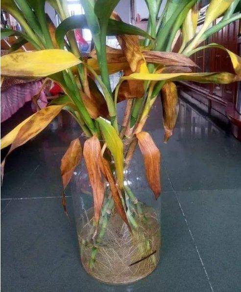 新买的花卉，容易落叶、烂根？经过简单处理就爆盆